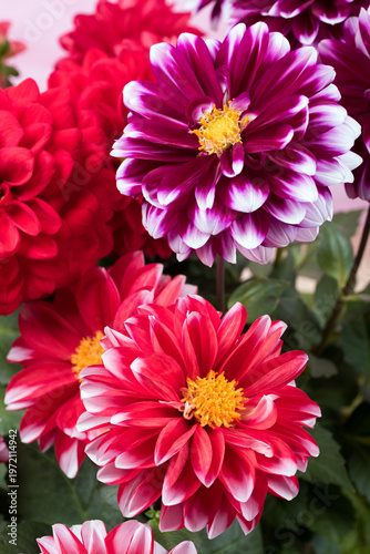 白い縁どりの赤と赤紫のダリアの花
