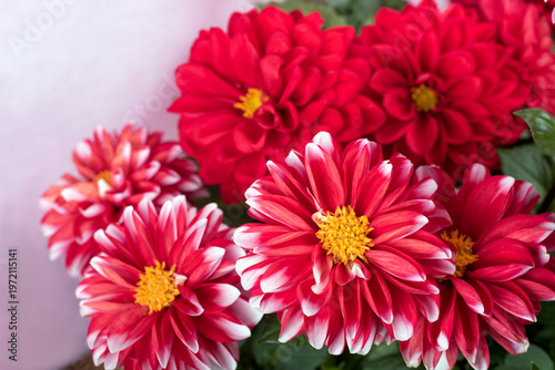 ピンクの背景の白い縁どりの赤いダリアの花のアップ
