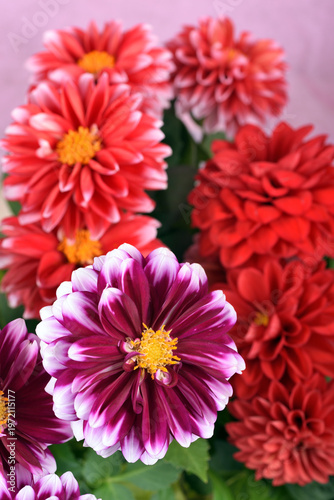赤い花とピンクの背景の白い縁どりの赤紫のダリアの花
