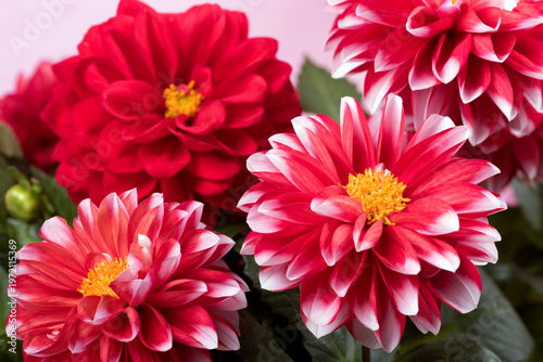 ピンクの背景の白い縁どりの赤いダリアの花のアップ