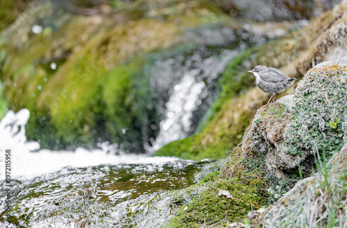 Newborn of European dipper on his first day out of the nest (Cinclus cinclus)