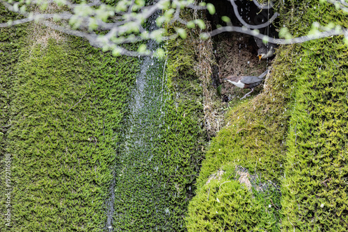 On nest, family of European dipper wrapped by moss (CInclus cinclus)