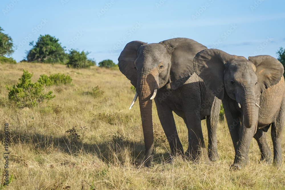 Fototapeta premium South Africa,Private Game Reserve,Two African elephants standing in a grassy savanna under a clear blue sky