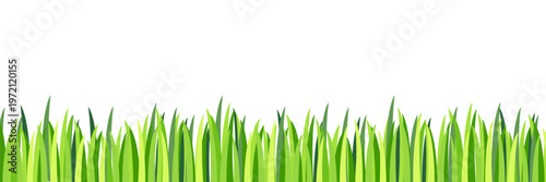 Fresh green grass border with layered blades on white background, clean spring meadow edge and nature banner element in simple vector style