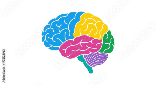 Photos Anatomical human brain structure vector illustration, divided into colored lobes for educational labeling, isolated on white background, flat 2