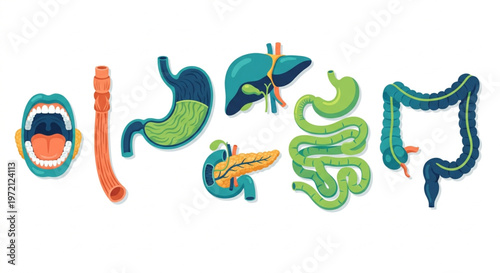 Human digestive system organs set, isolated vector elements in flat 2.0 style. Anatomical collection featuring mouth, esophagus, stomach, liver, pancreas, and intestines. Educational medical illustrat