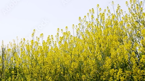 菜の花
