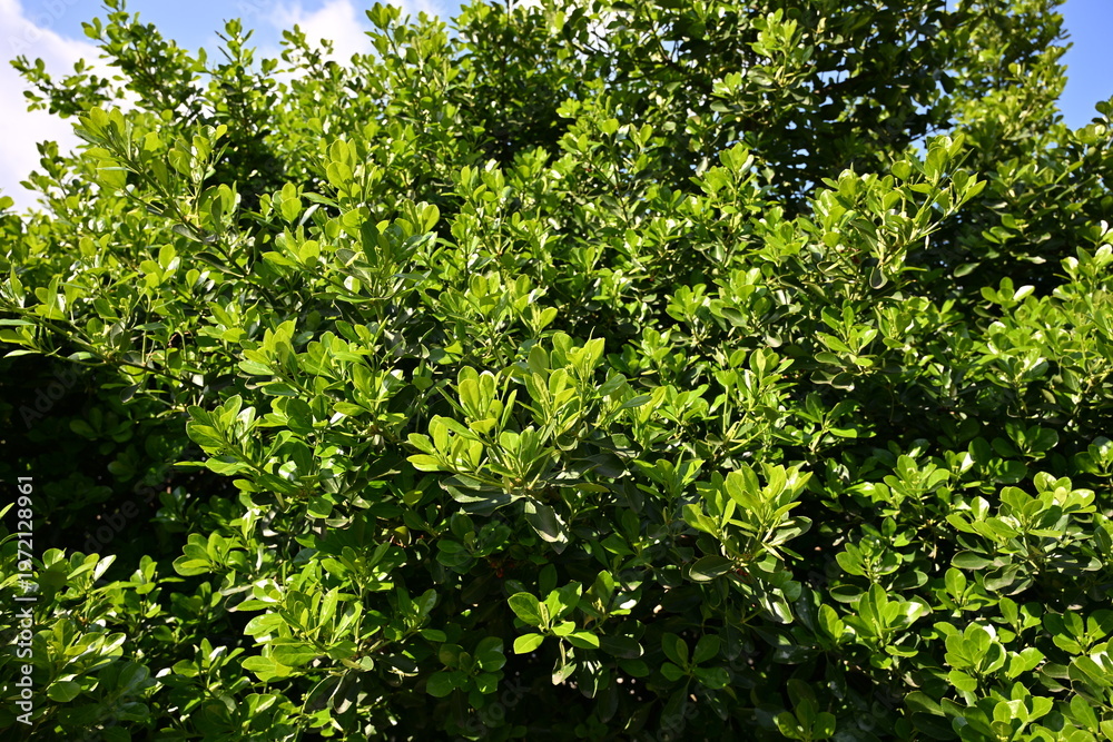 Fototapeta premium Lush Green Shrub