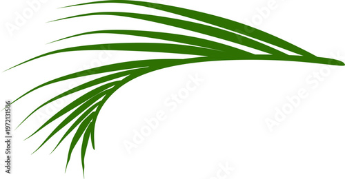 Green Palm Leaf Illustration