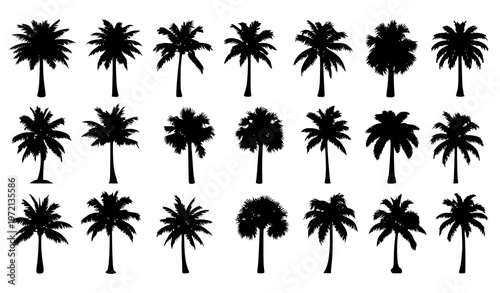 Palm and coconut tree silhouettes set with tropical beach plants black vector illustration collection