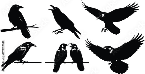 Collection of crow and raven silhouettes against a white background with spread wings with taking off with two birds