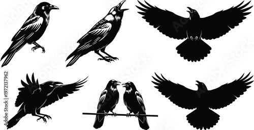 Collage of crow silhouettes in various poses, perched, flying, and interacting, black and white, spread wings, taking off, two birds, white background