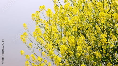 根の花