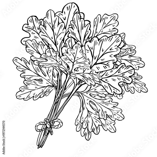 Black and white vector illustration of parsley bunch in engraving style. Tied stems with bow and deeply cut leafy foliage. Detailed hatching. Great for spice labels, menus, and cookbook design.