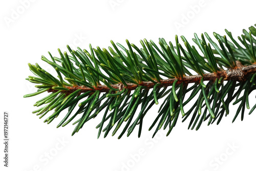 Fir branch showcasing vibrant green needles, representing nature, winter, and festive christmas decorations. Transparent background