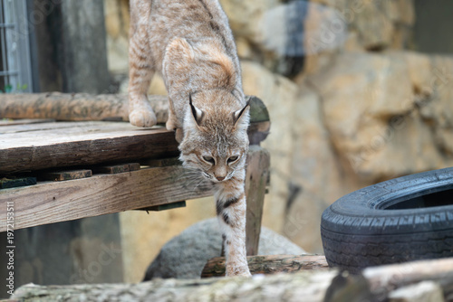Photography Eurasian lynx walking down from wooden platform in zoo enclosure with focused ga