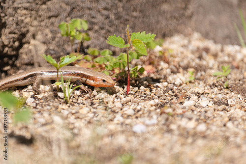 Billede på lærred Small skink lizard near young plant growing on sandy ground in natural sunlight