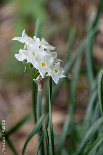 凛と咲く純白の水仙