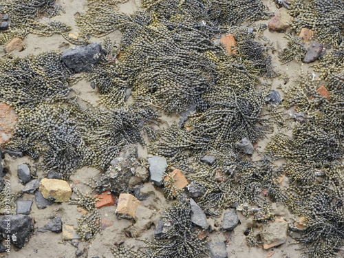 Dense bed of intertidal seaweeds Neptuneâ€™s necklace Hormosira banksii at low tide. Location: Auckland New Zealand