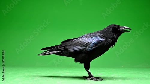 A black crow standing on one leg against a vibrant green screen background, looking sideways with its beak open, in a realistic photography style, conveying a sense of alertness and awarenes