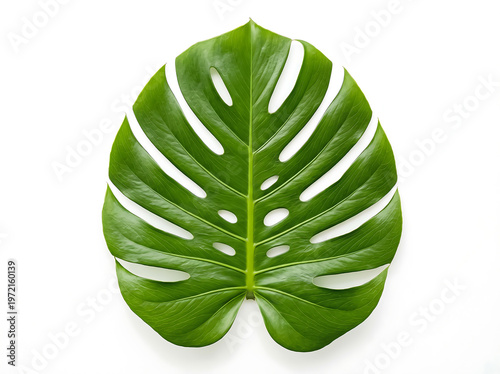Beautiful green Monstera Deliciosa leaf, a symbol of tropical nature and modern interior design, isolated on a white background
