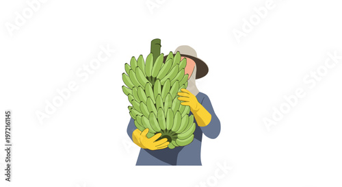 A hardworking agricultural laborer wearing protective yellow gloves and a wide sun hat carefully carries a heavy bunch of unripe green bananas against white.