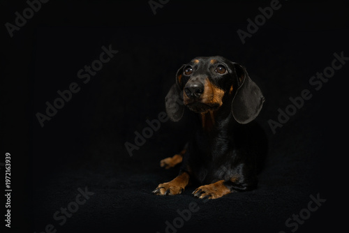Sitting Miniature Dachshund photographed in a studio on a black background