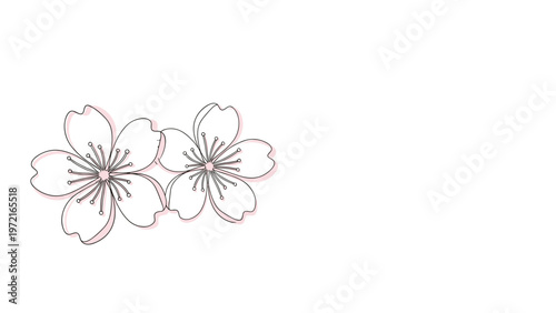 Pair of delicate pink cherry blossom flowers are shown in a simple line art style on a plain white background for spring time.