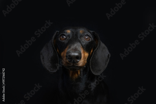 Portrait of a Dachshund on Black Background