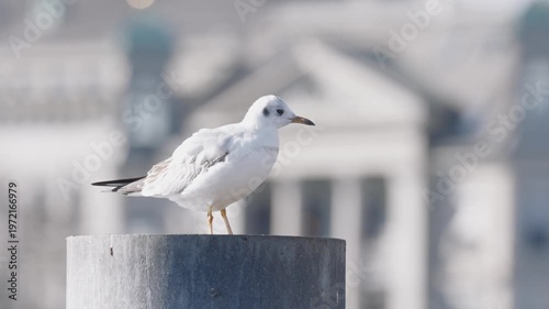 Solitary black headed gull in winter plumage resting on a post with a soft focus city background