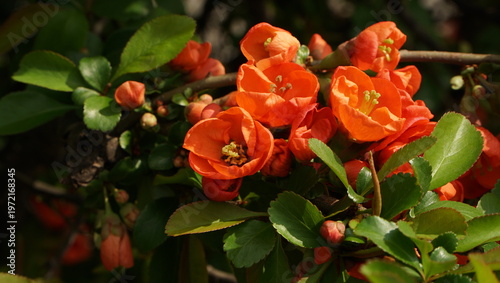 Flowering quince