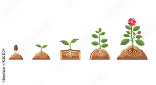 A detailed botanical progression shows five distinct growth phases of a flowering plant starting from a single seed and ending with a vibrant pink bloom.