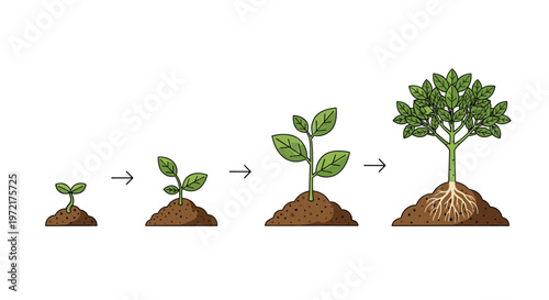 A meticulous sequential illustration depicts the biological growth stages of a green plant from a small sprout in soil to a mature leafy tree with deep roots.