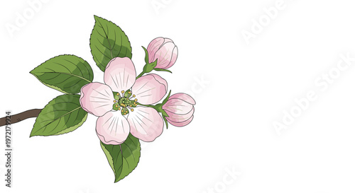 Detailed illustration of an apple blossom branch with a large open flower and two small pink buds against a white background.