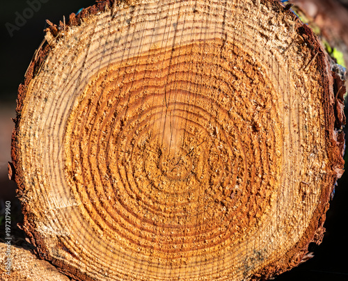 Close up of tree trunk cross section with visible growth rings, detailed wood texture showing age and natural pattern, forestry concept with annual rings and organic structure