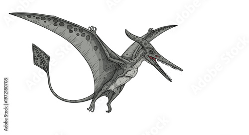 Prehistoric pterodactyl dinosaur with large wingspan and long tail flying through the air with its beak open showing teeth on white.