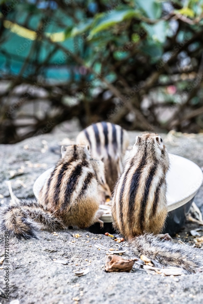 Obraz premium Cute chipmunks gathering around a bowl for a meal in Hokkaido autumn.