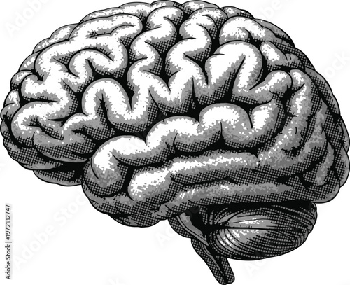 Detailed black and white of a human brain with intricate gyri and sulci representing neuroscience and cognition