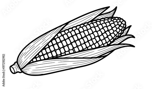 Title:
Corn cob line art vector illustration black and white maize outline isolated on white background for coloring and agriculture design