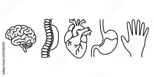 Human organs set continuous one line drawing medical anatomy concept