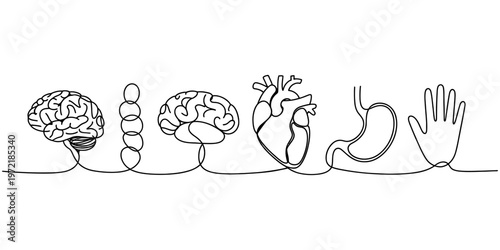 Human organs set continuous one line drawing medical anatomy concept