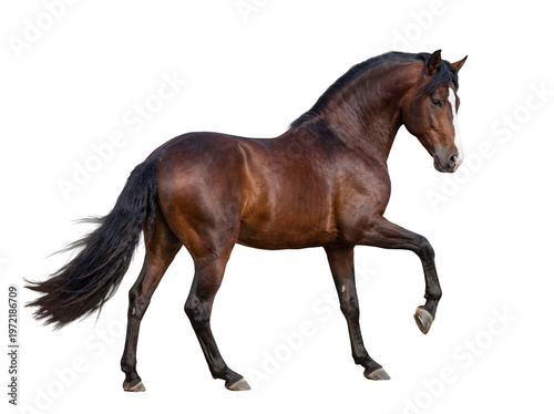 Cuadro en lienzo Powerful bay horse with a striking white blaze performing a high-stepping walk