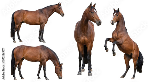 Fotografija Regal collection of dark brown horses displaying various actions isolated on a transparent background