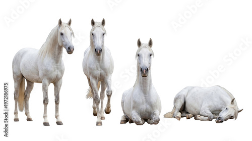 Fotografija Four majestic white horses in various calm and static poses, showcasing their elegance on a transparent background