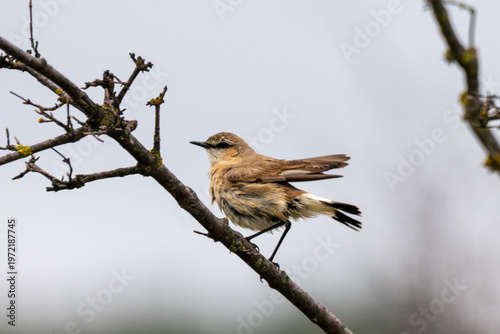 фотографія a northern wheatear (oenanthe oenanthe) perched on a thin, dark branch of a dormant tree, showcasing its characteristic plumage and alert posture against a soft, overcast background
