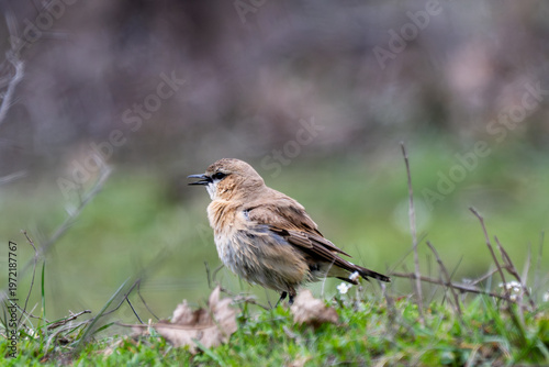 Принти на полотні a northern wheatear (oenanthe oenanthe) standing alertly on a grassy balkan fiel