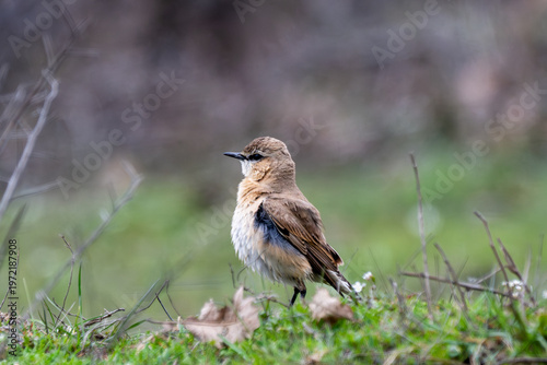 a sharp, cinematic wildlife portrait of a northern wheatear (oenanthe oenanthe) standing alertly on a grassy balkan field,