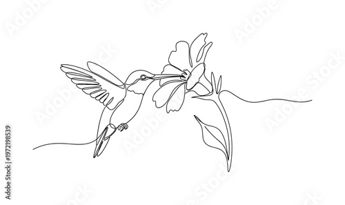 "Floral interaction". Minimalistic one-line drawing hummingbird sipping from a flower with smooth continuous curves connecting bird and plant, continuous