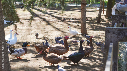 Fotografie Ducks and pigeons gathered in a park under sunlight with trees nearby