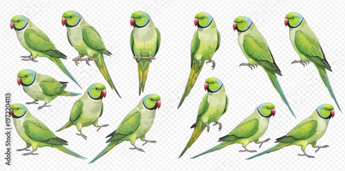 Collection of vibrant green rose-ringed parakeets in various poses, isolated on a transparent background.